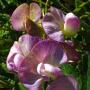 Sweet Pea (Lathyrus latifolius): Introduced from Europe. The Flower was about 1-1/4" by 1".